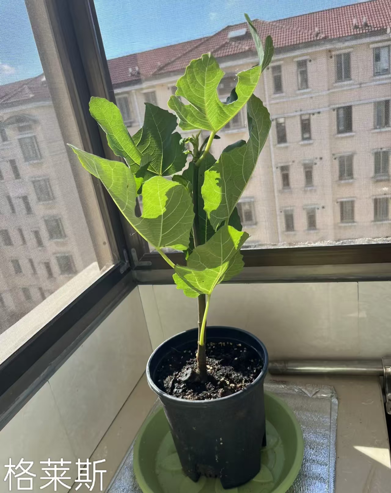 格莱斯（Gilio）